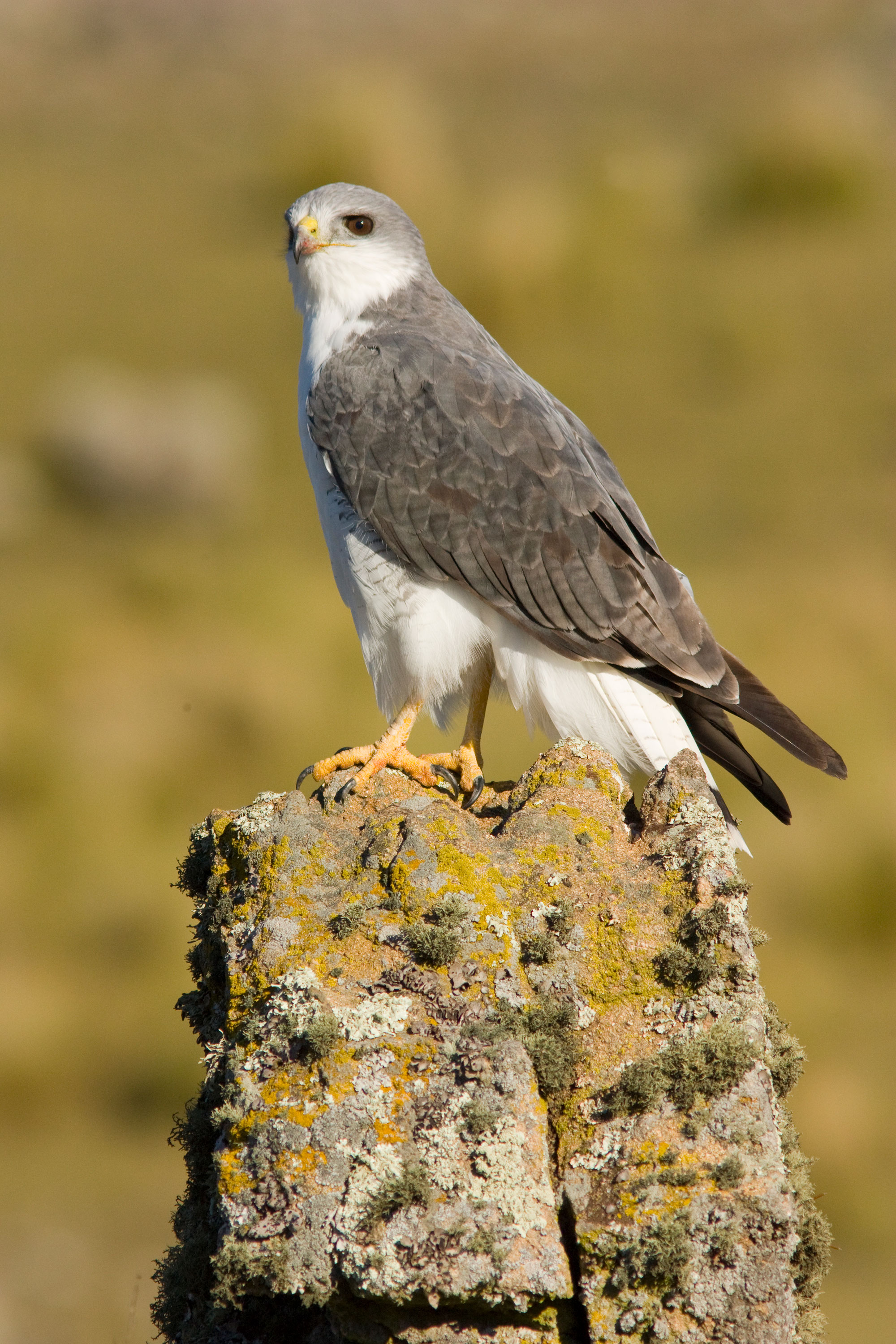 PT VOL 24 Pampa de Achala - A Biological Hotspot of Argentina by José Aparicio