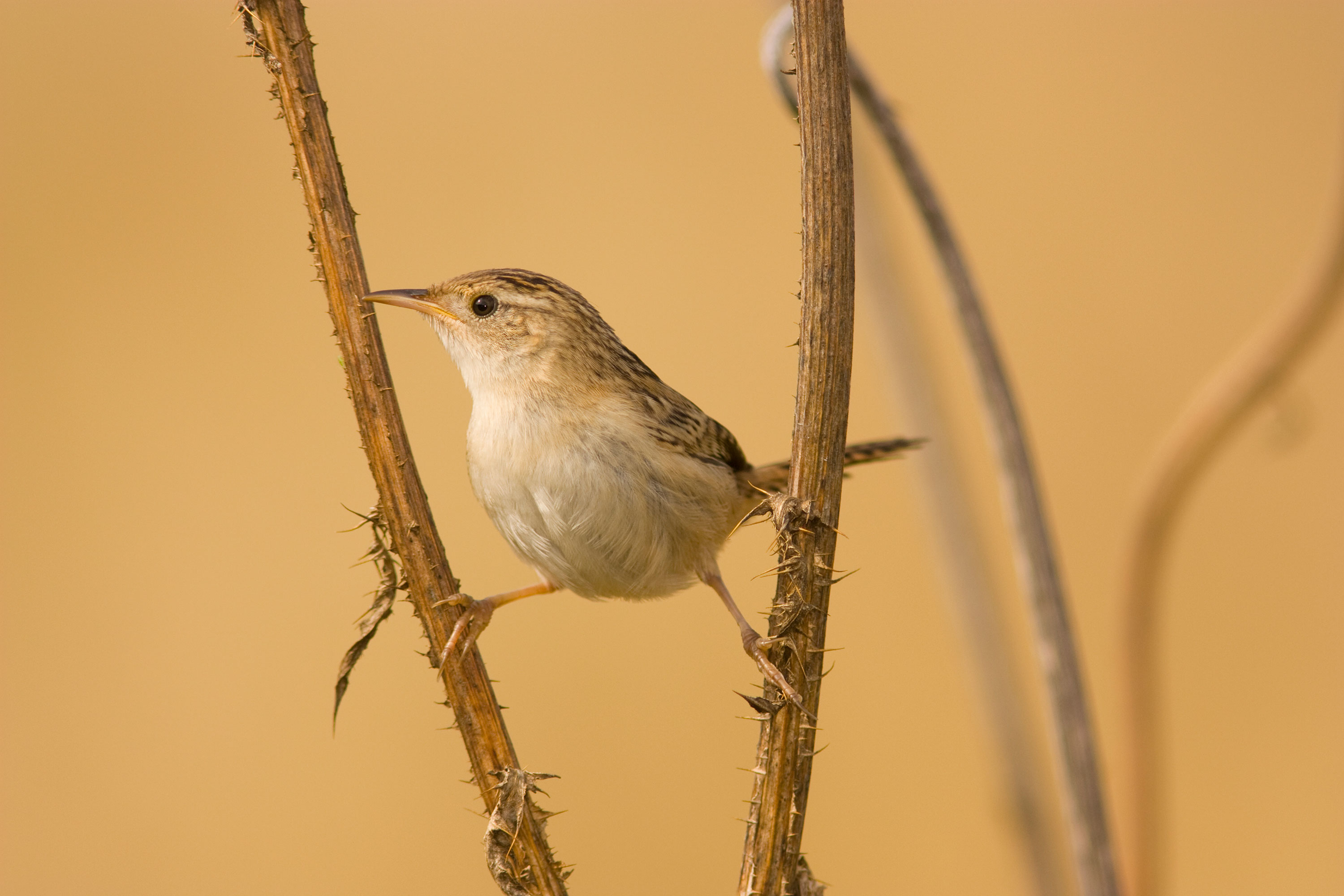 PT VOL 24 Pampa de Achala - A Biological Hotspot of Argentina by José Aparicio