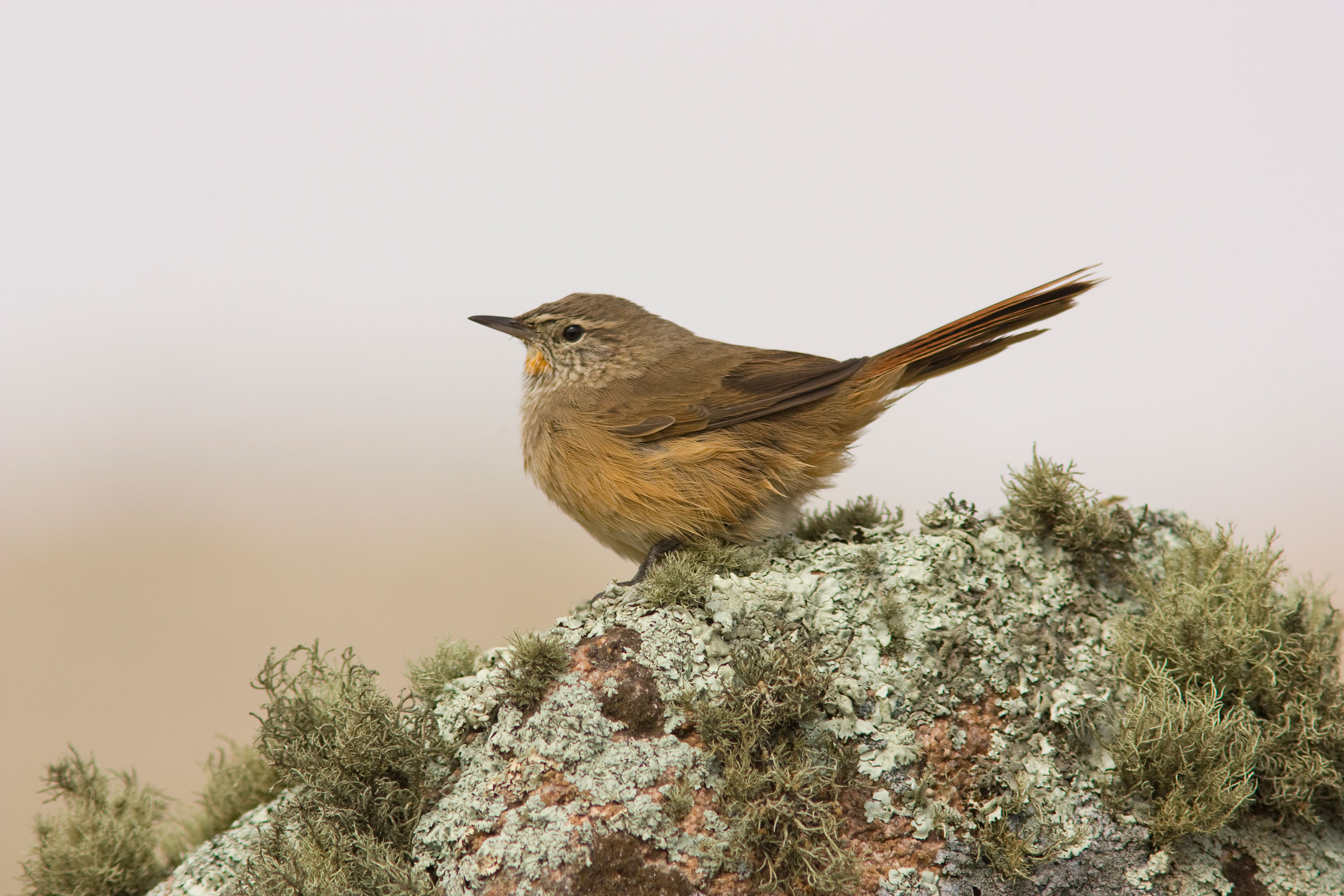 PT VOL 24 Pampa de Achala - A Biological Hotspot of Argentina by José Aparicio