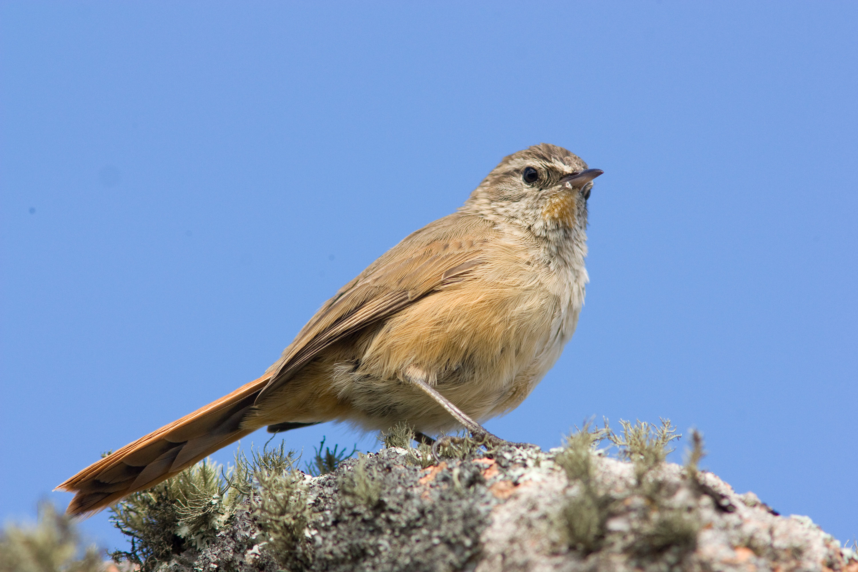 PT VOL 24 Pampa de Achala - A Biological Hotspot of Argentina by José Aparicio