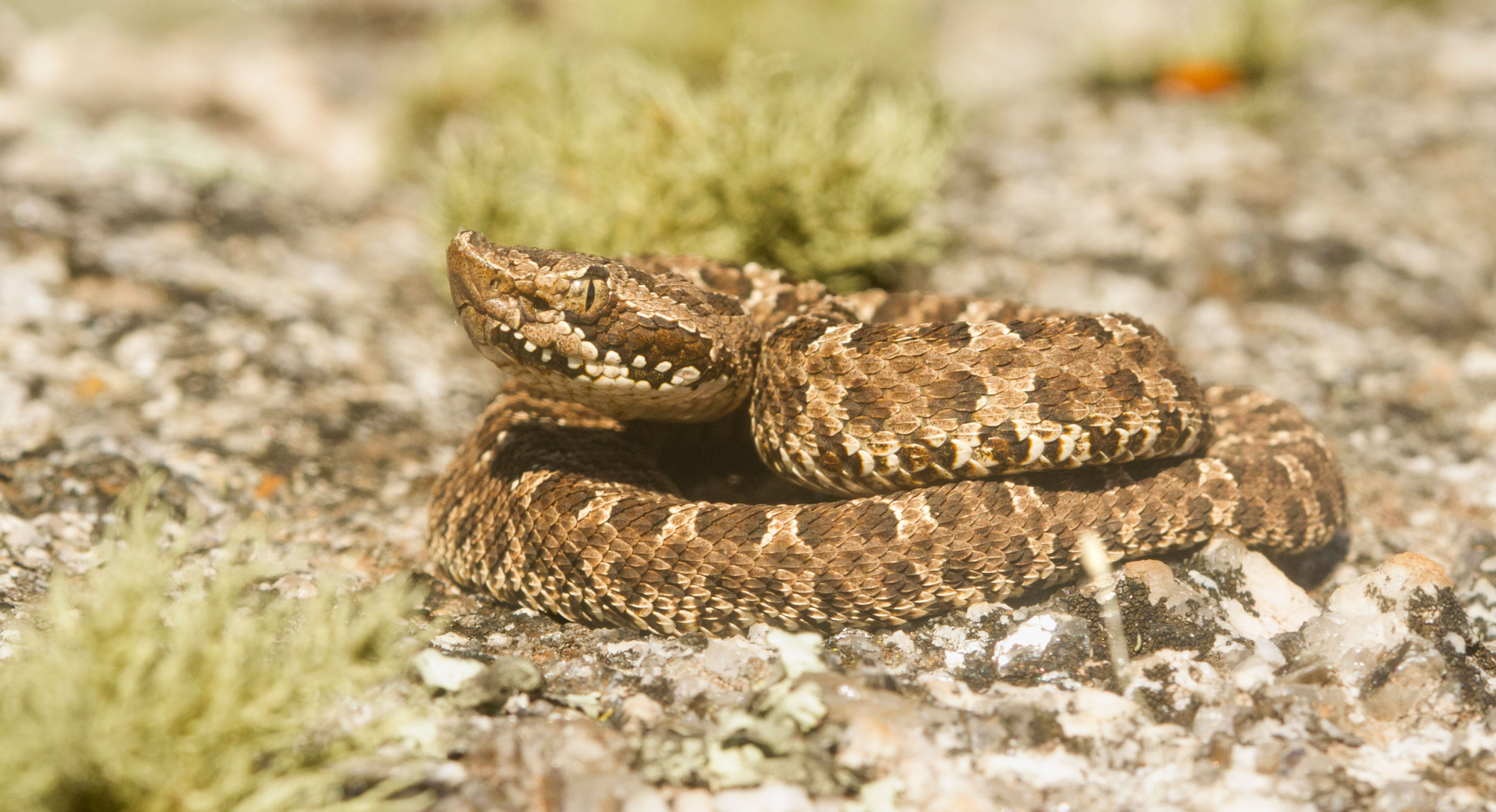 PT VOL 24 Pampa de Achala - A Biological Hotspot of Argentina by José Aparicio