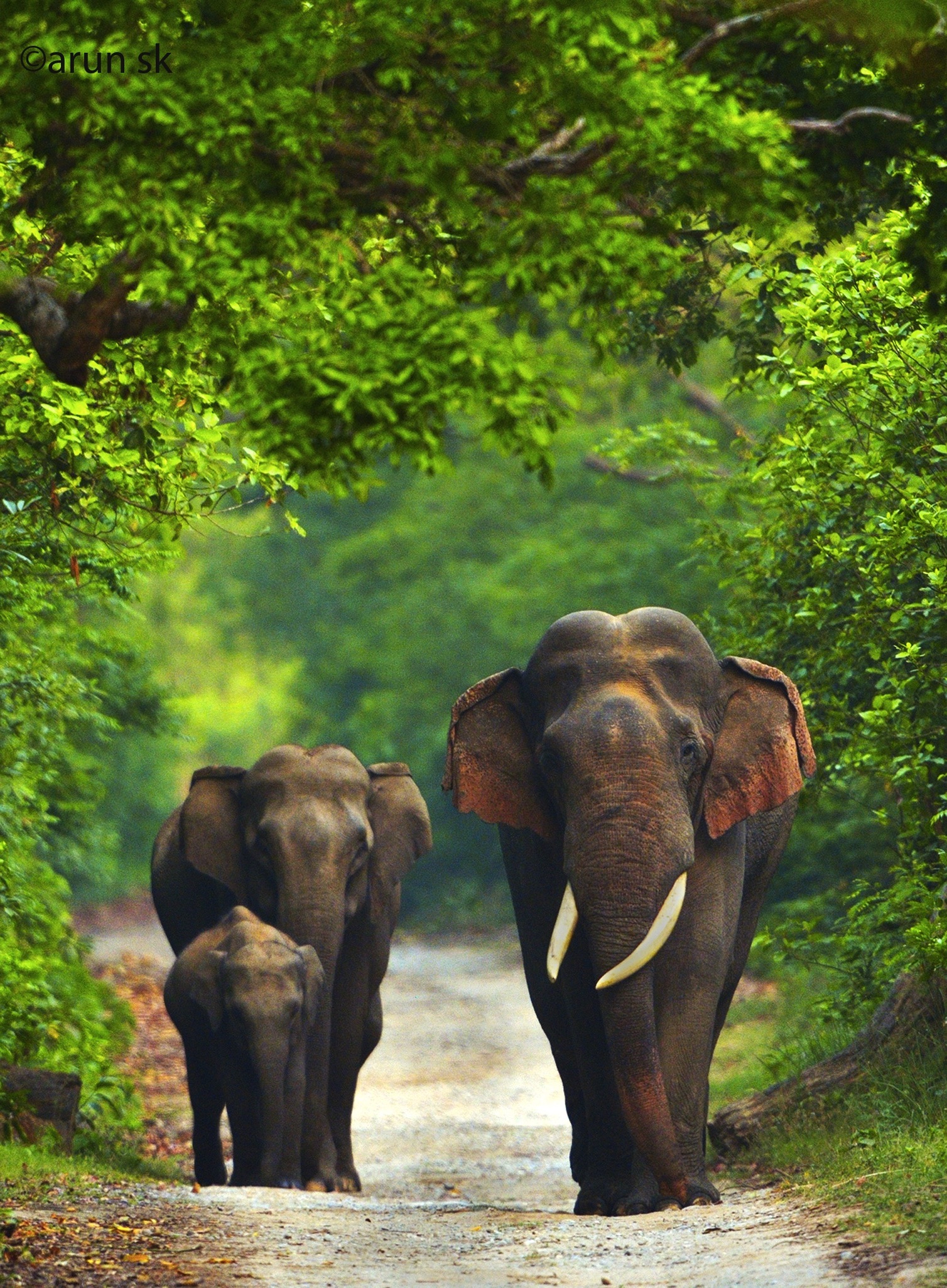 PT Aware Edition 12 Asian Elephant - Image by S.K. Arun