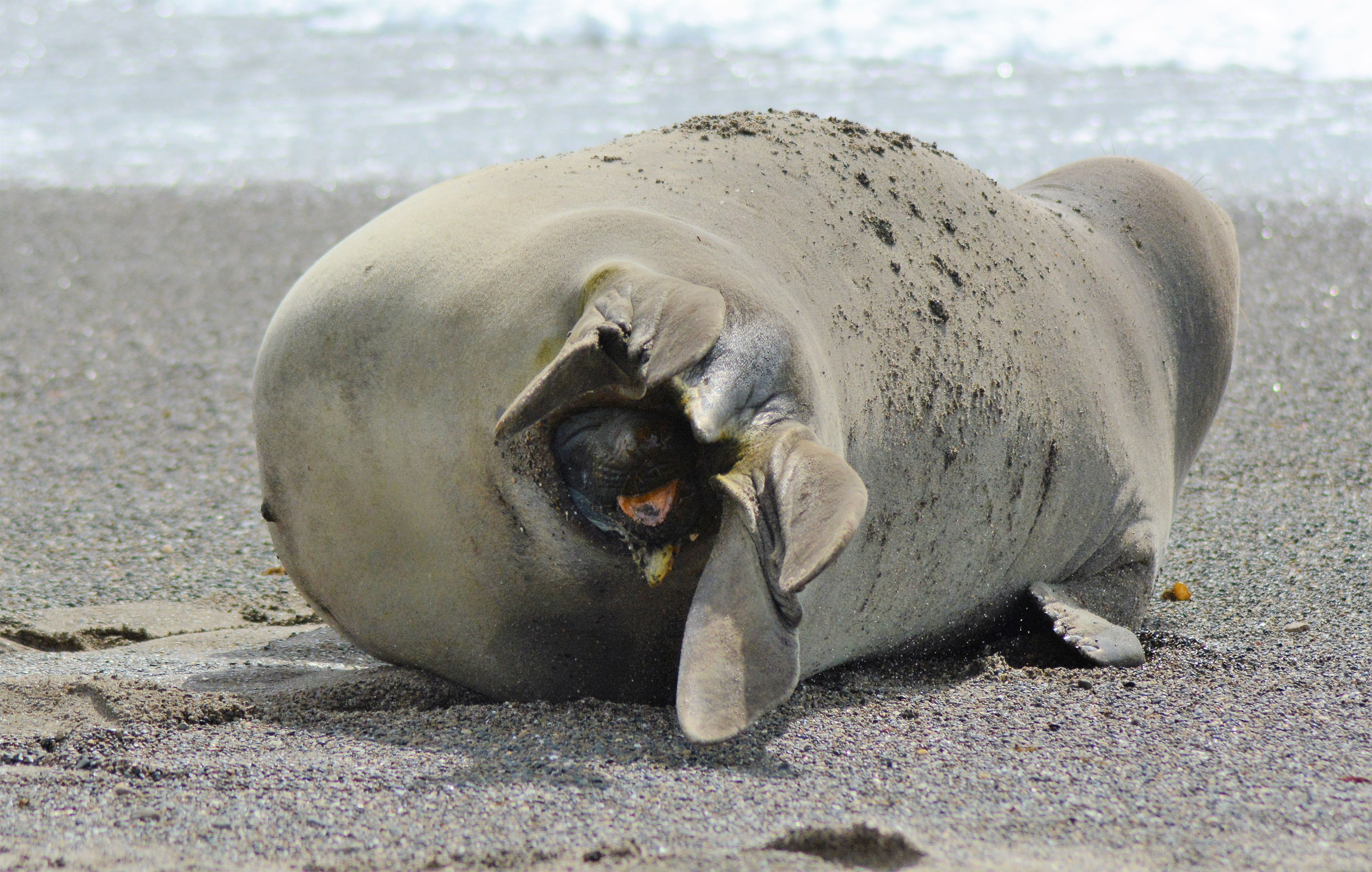 PT Vol 27 - Elephant Seal