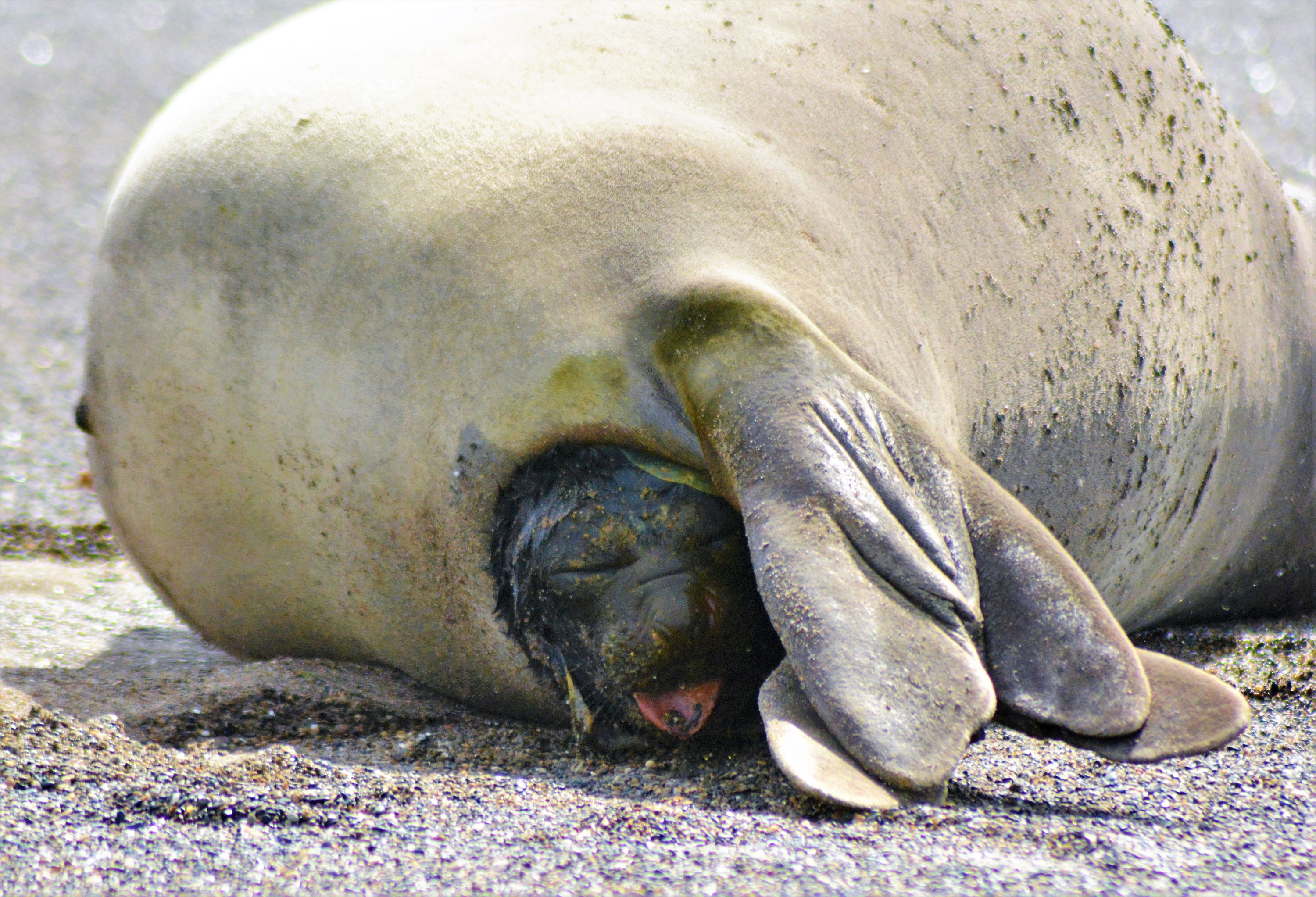 PT Vol 27 - Elephant Seal