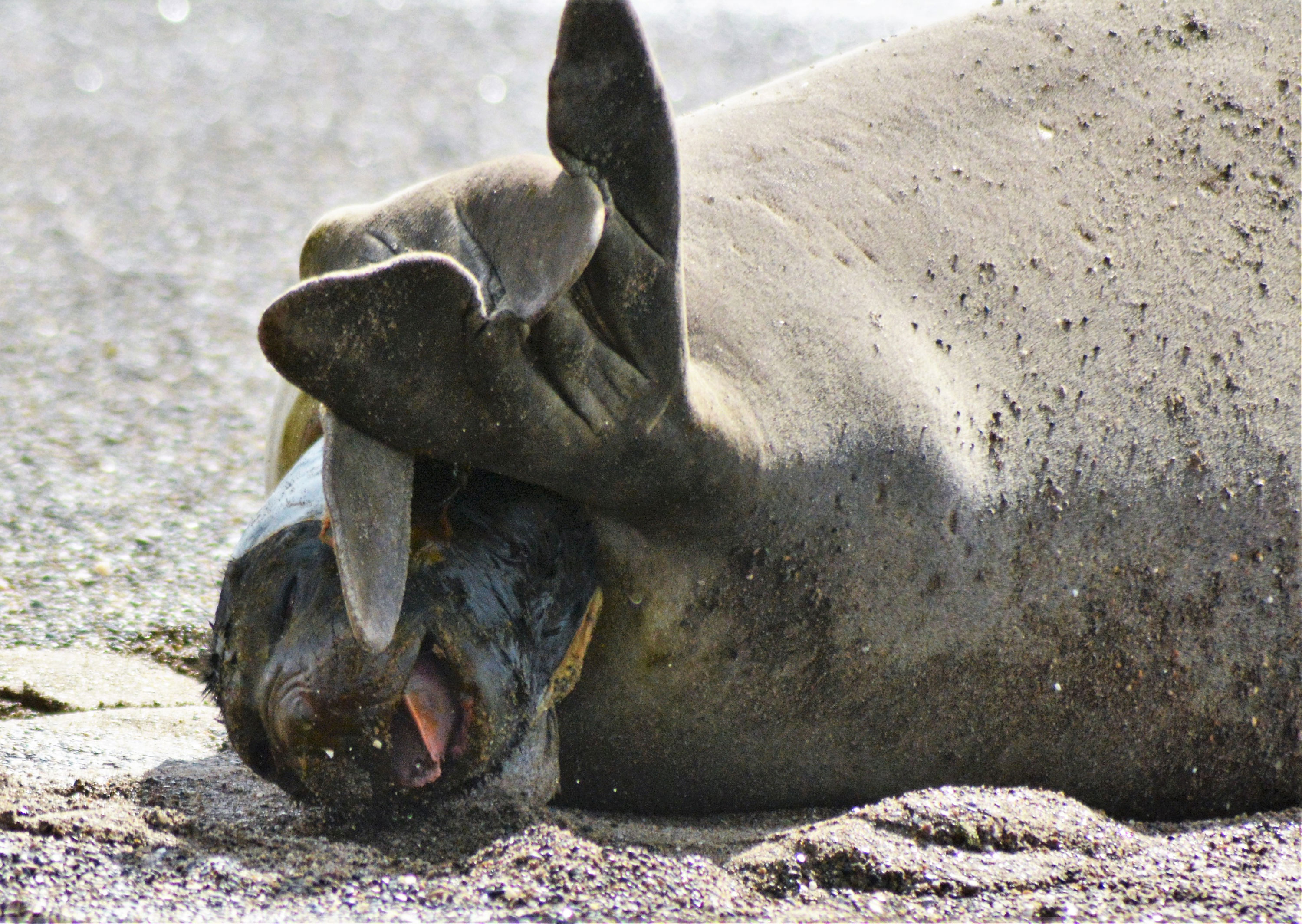 PT Vol 27 - Elephant Seal