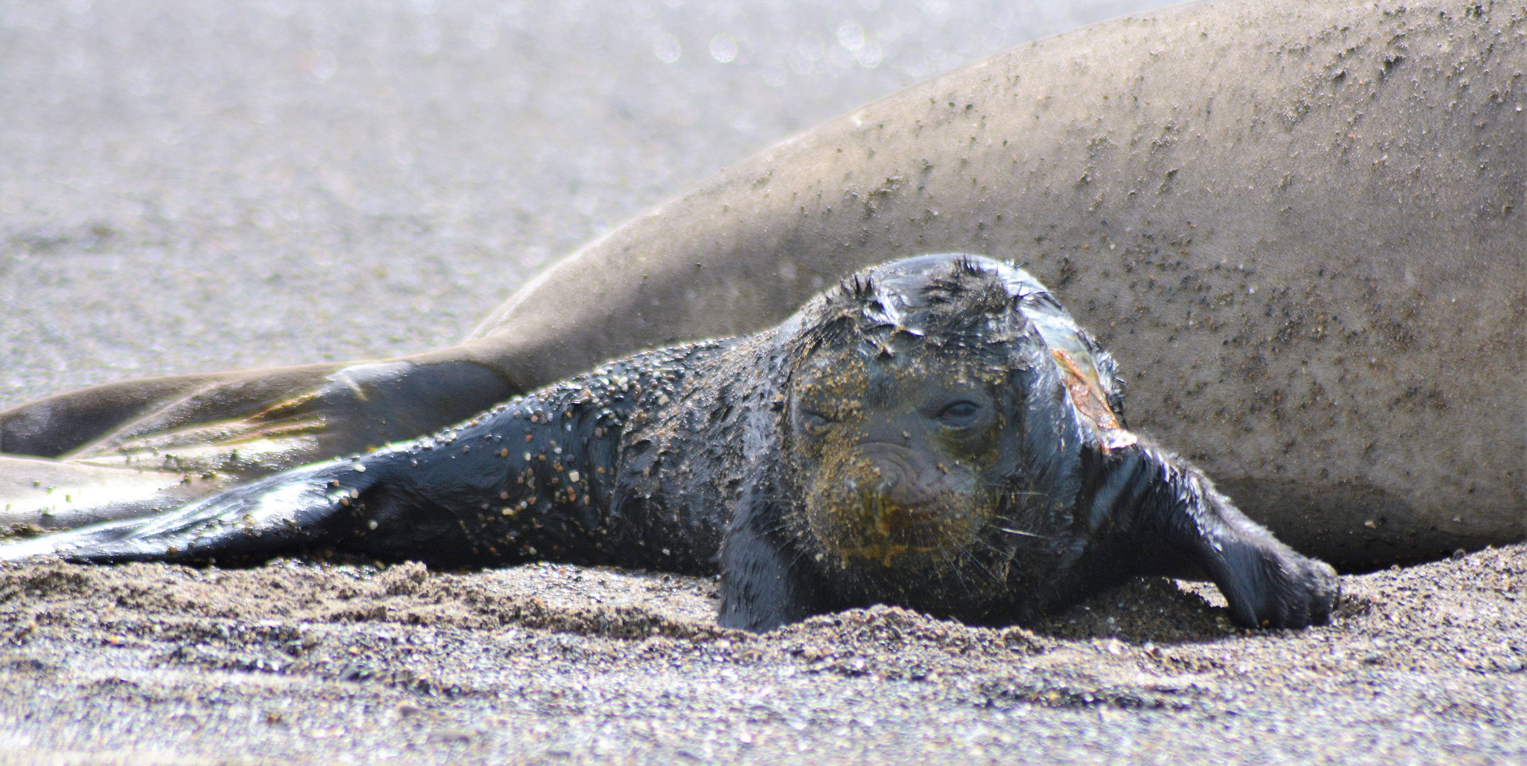 PT Vol 27 - Elephant Seal