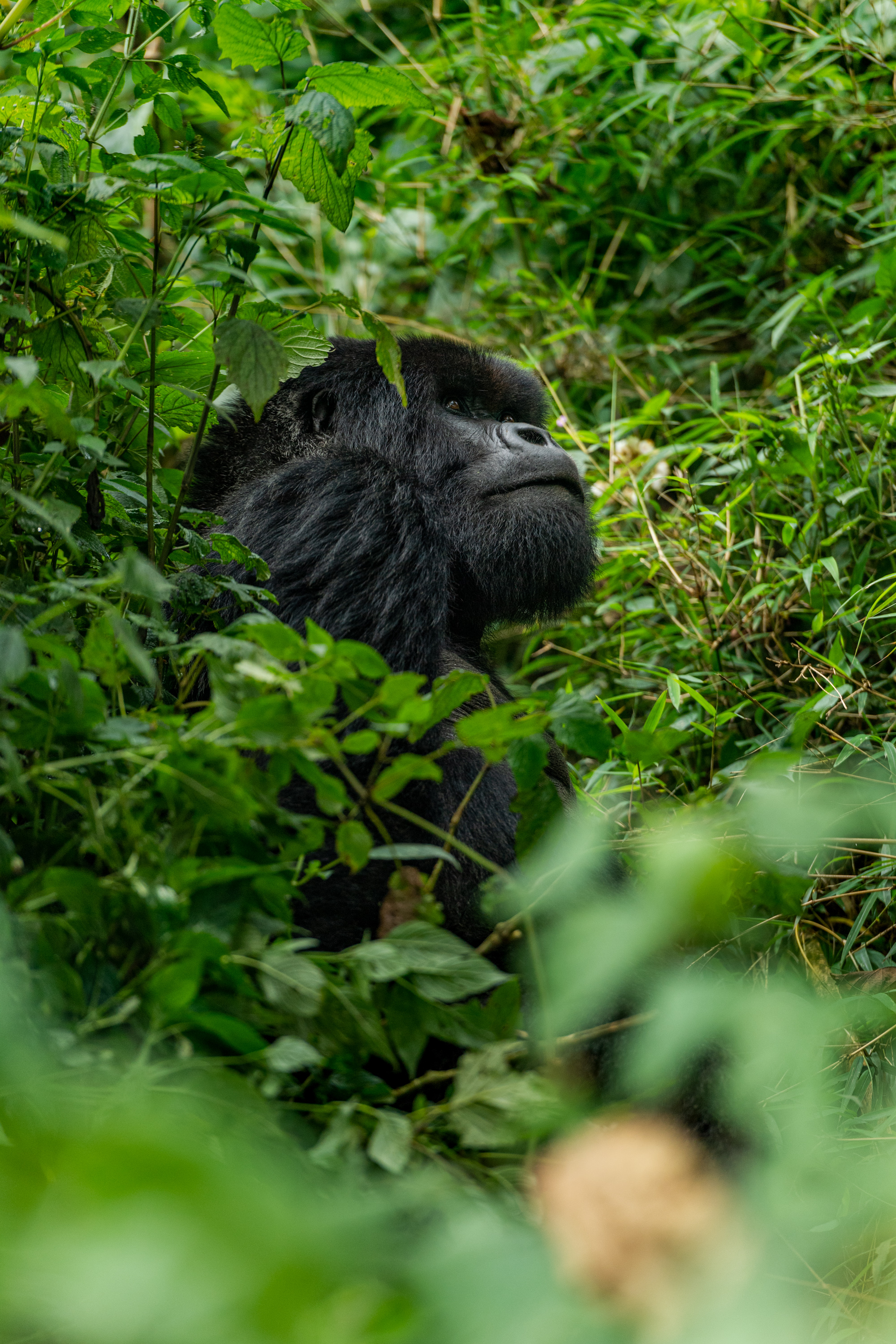 Mountain Gorilla by Hermis Haridas