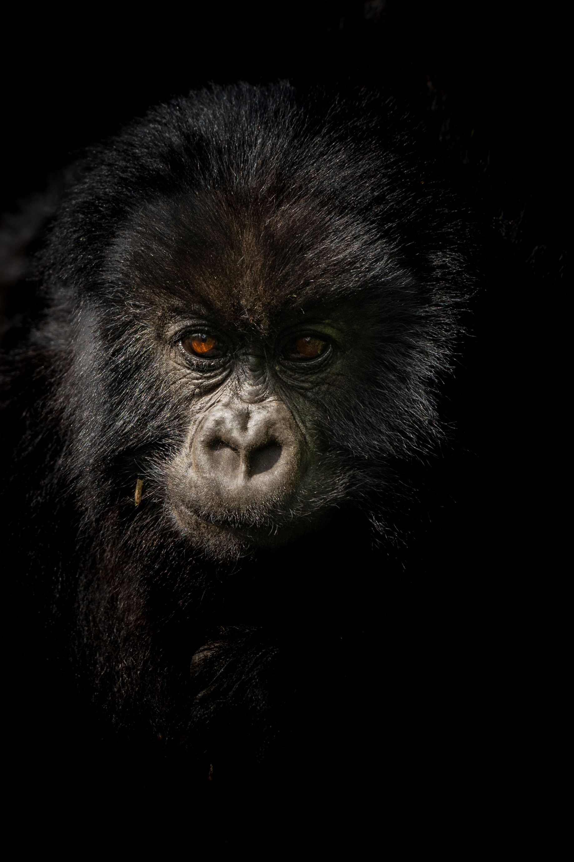 Mountain Gorilla