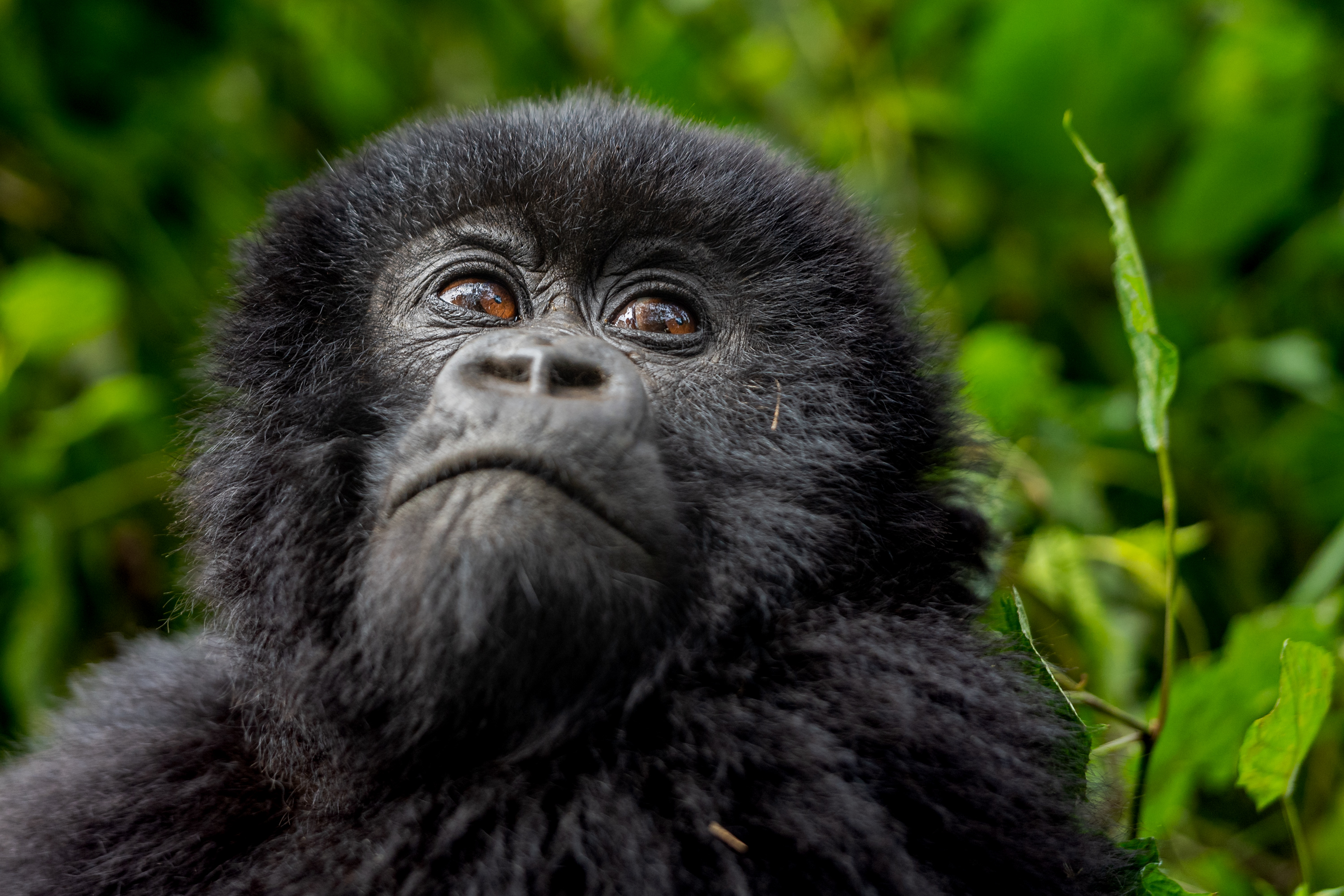 Mountain Gorilla by Hermis Haridas