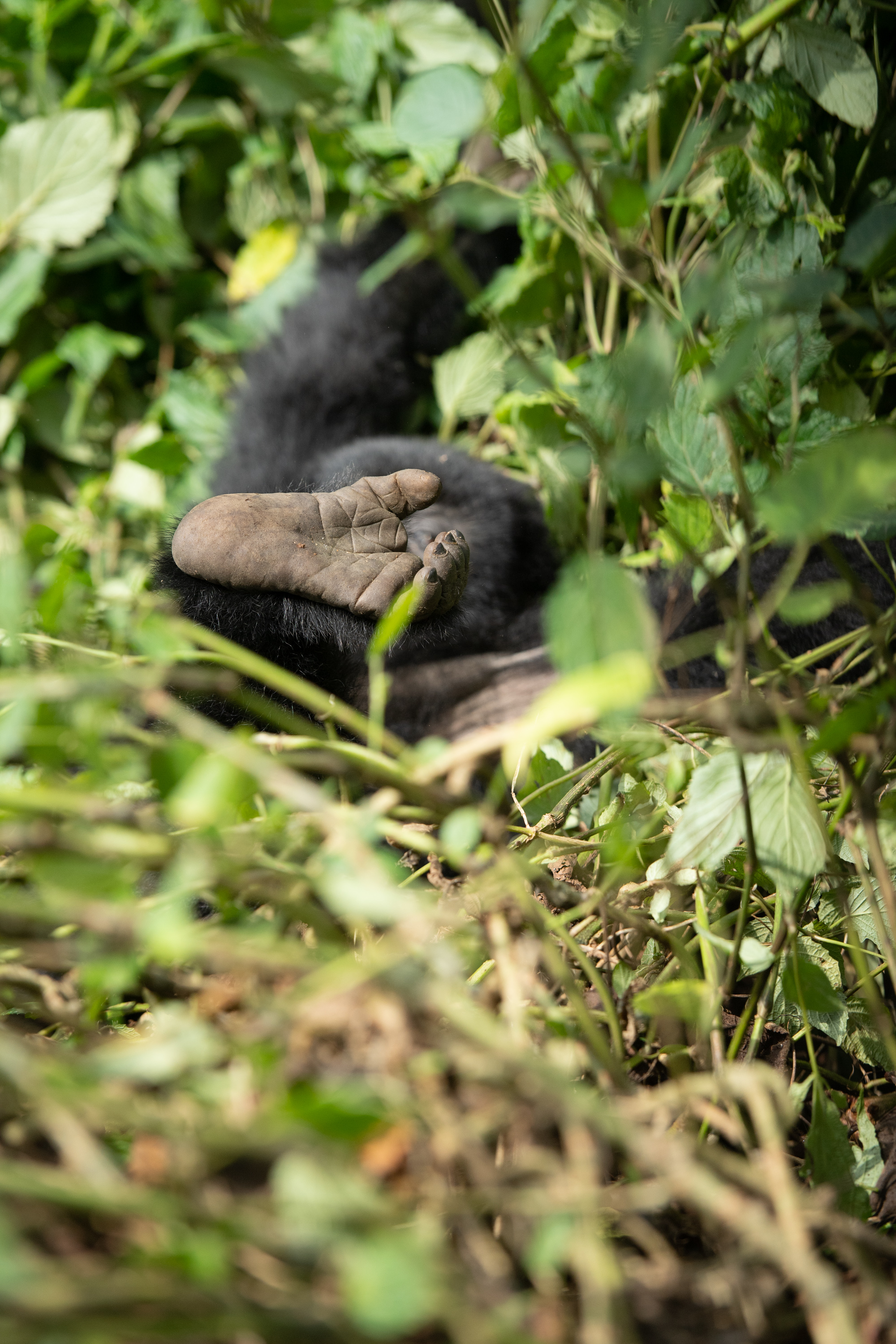 Mountain Gorilla by Hermis Haridas