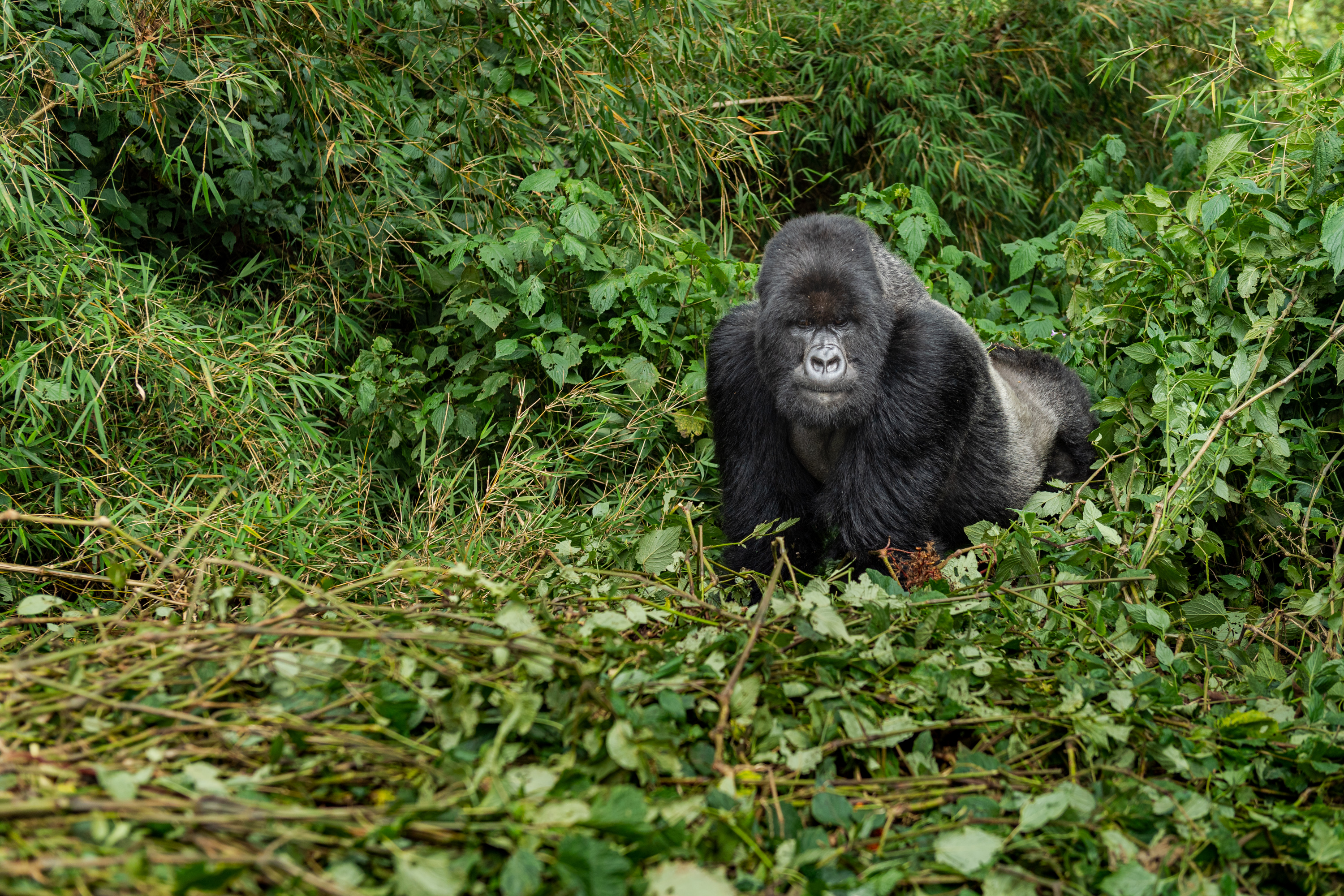 Mountain Gorilla by Hermis Haridas