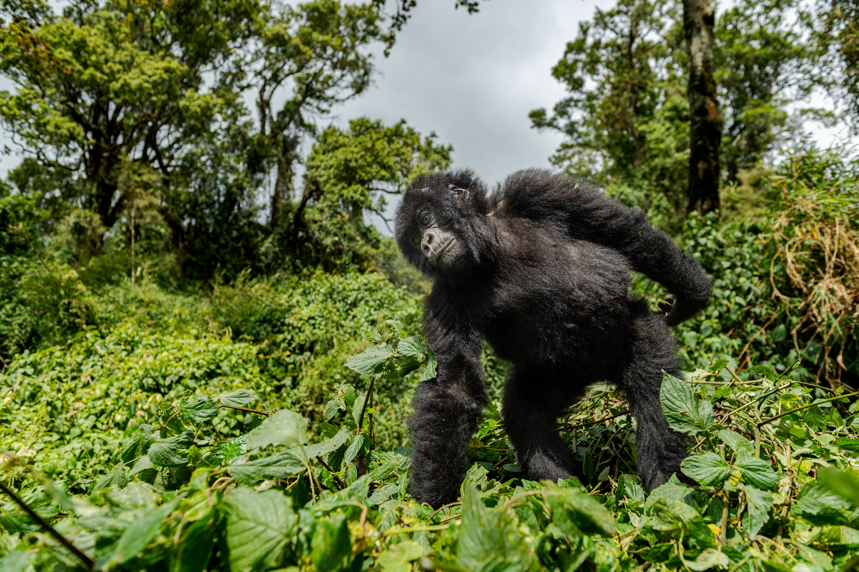 Mountain Gorilla by Hermis Haridas