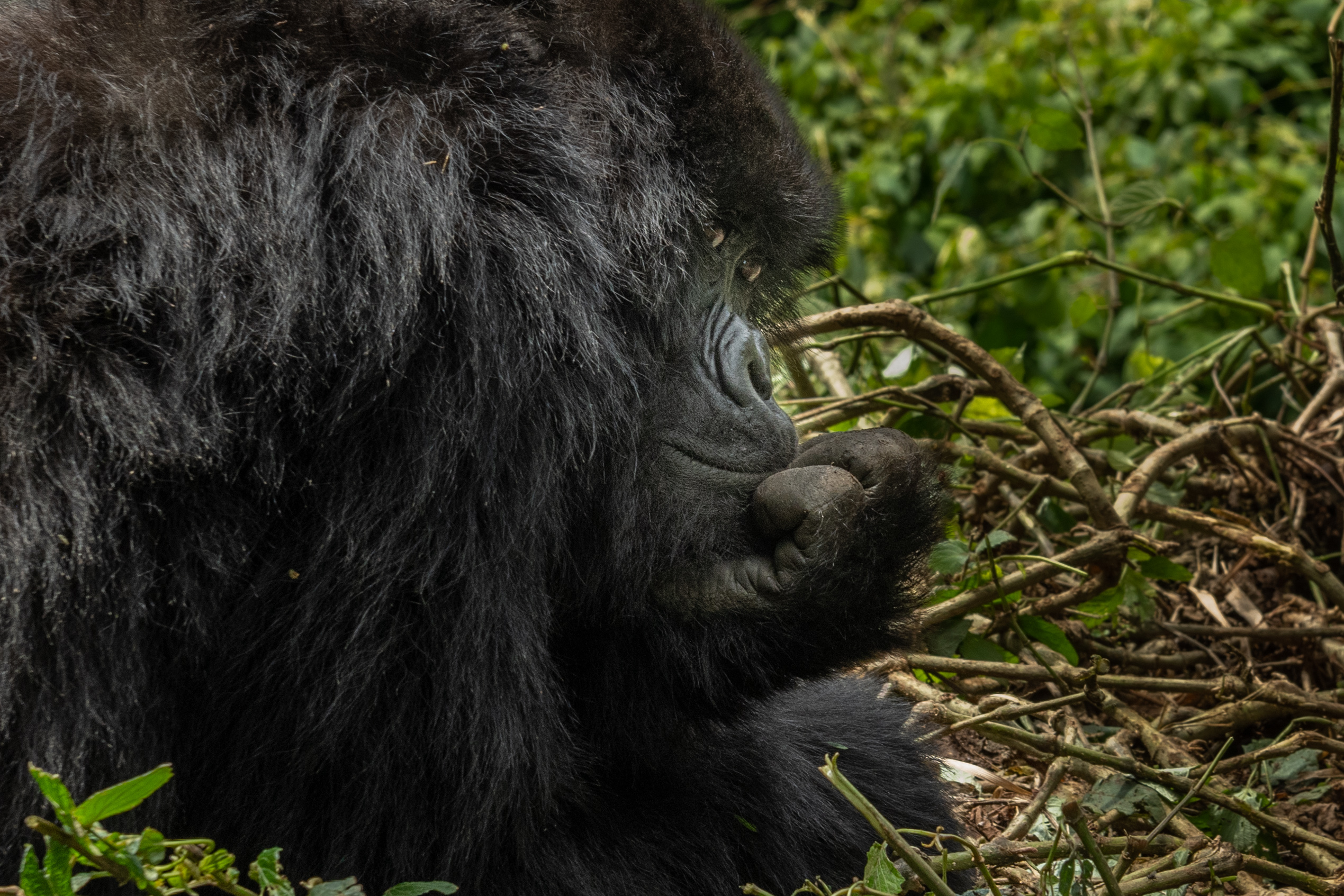 Mountain Gorilla