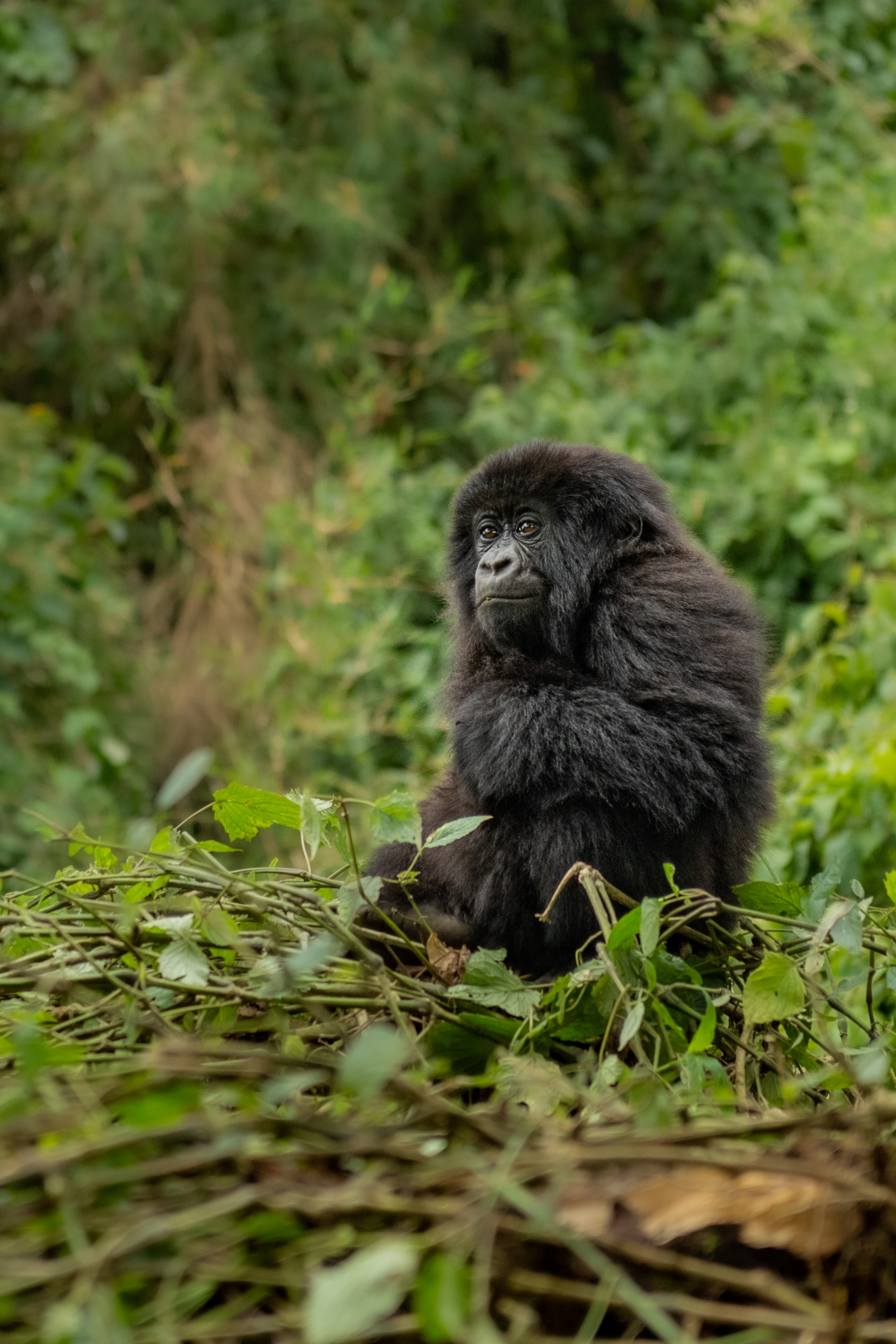 Mountain Gorilla by Hermis Haridas