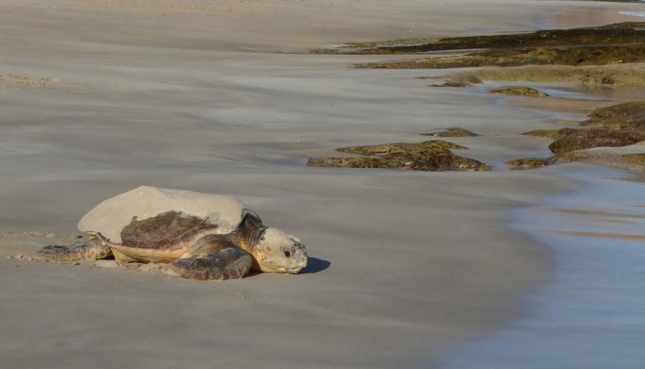 Shark Bay World Heritage Area Australia – Paws Trails