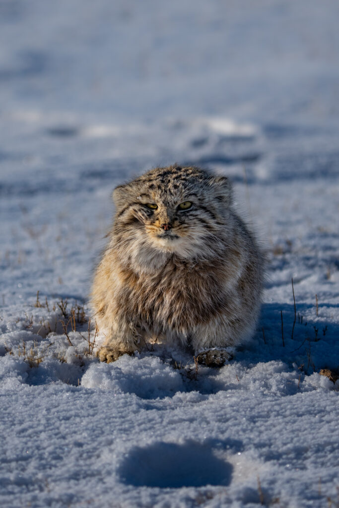 Capturing the Elusive Pallas’s Cat: A Photography Expedition in ...