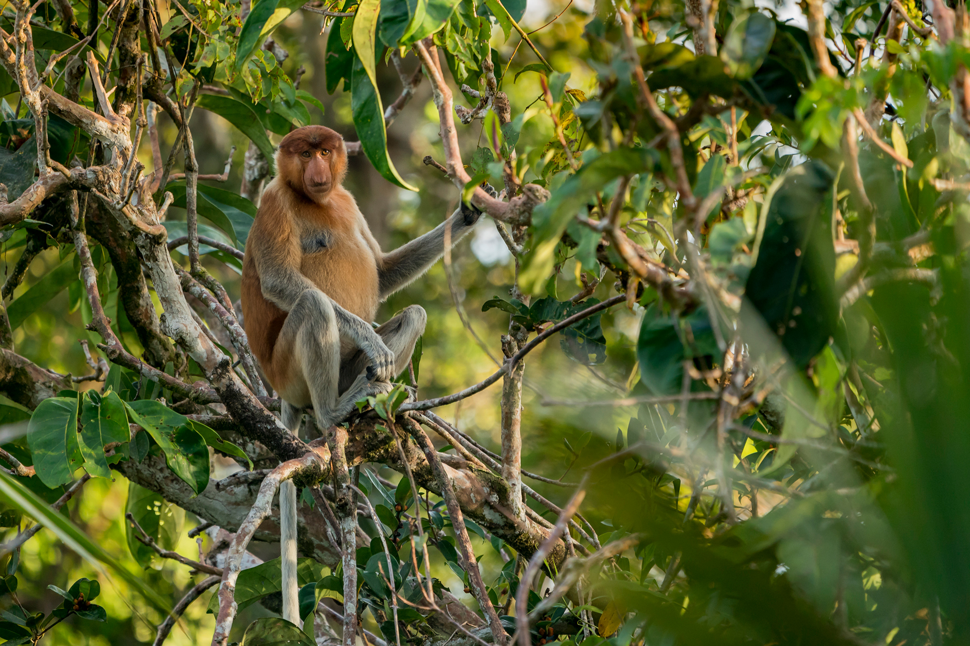 Primates in Crisis – 60% threatened with extinction – Paws Trails