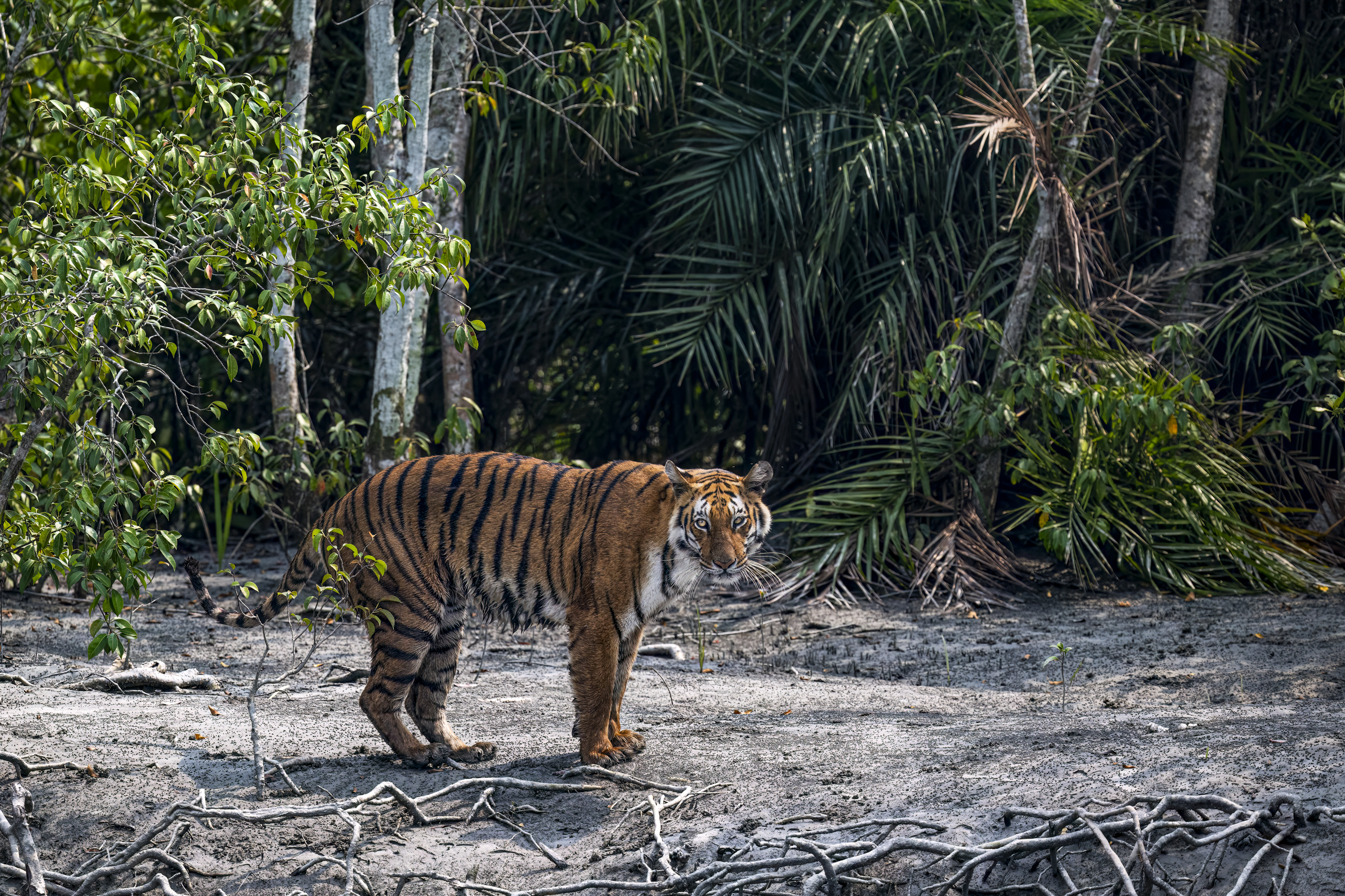 BENGAL TIGER CONSERVATION BY HERMIS HARIDAS