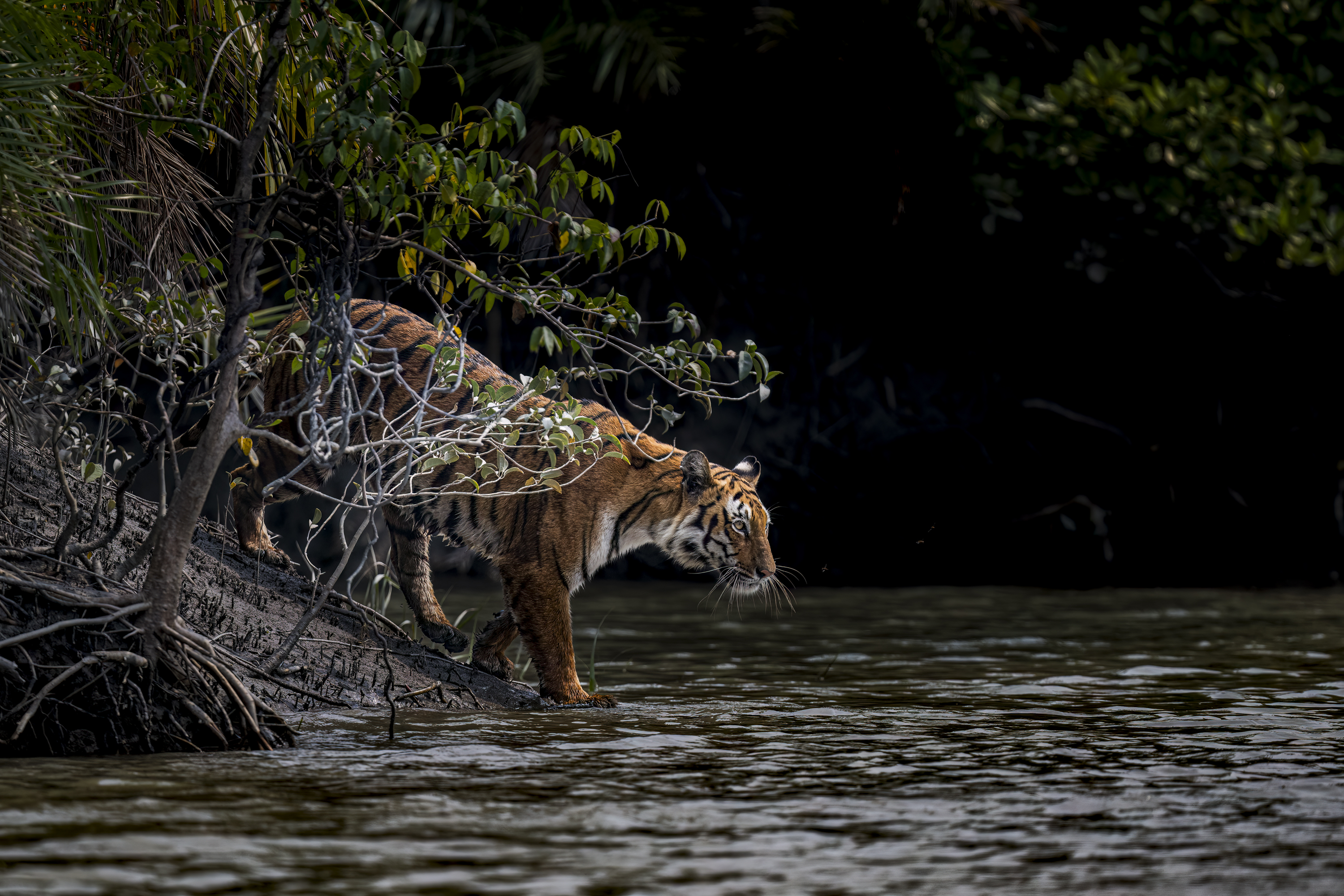 BENGAL TIGER CONSERVATION BY HERMIS HARIDAS