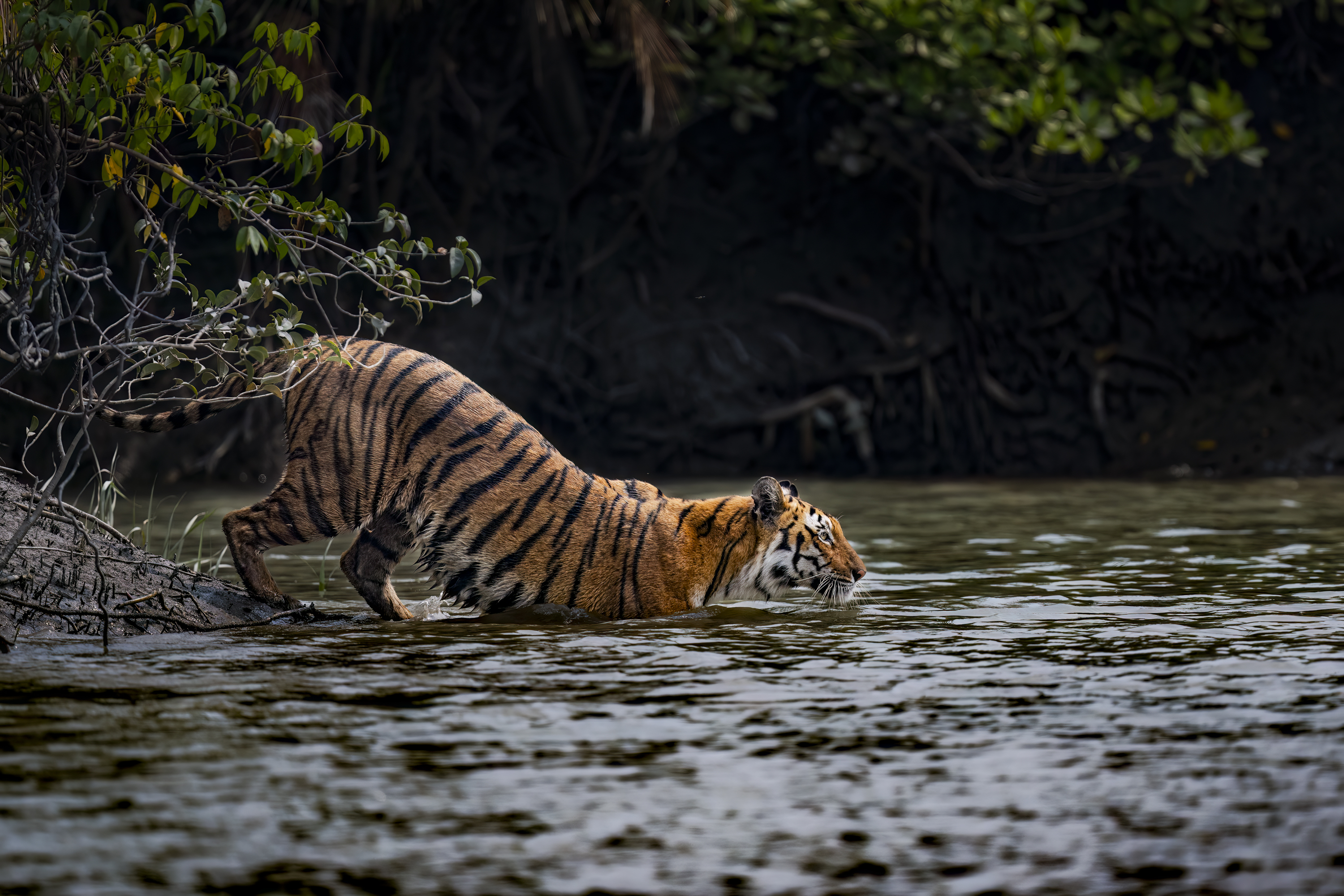 BENGAL TIGER CONSERVATION BY HERMIS HARIDAS