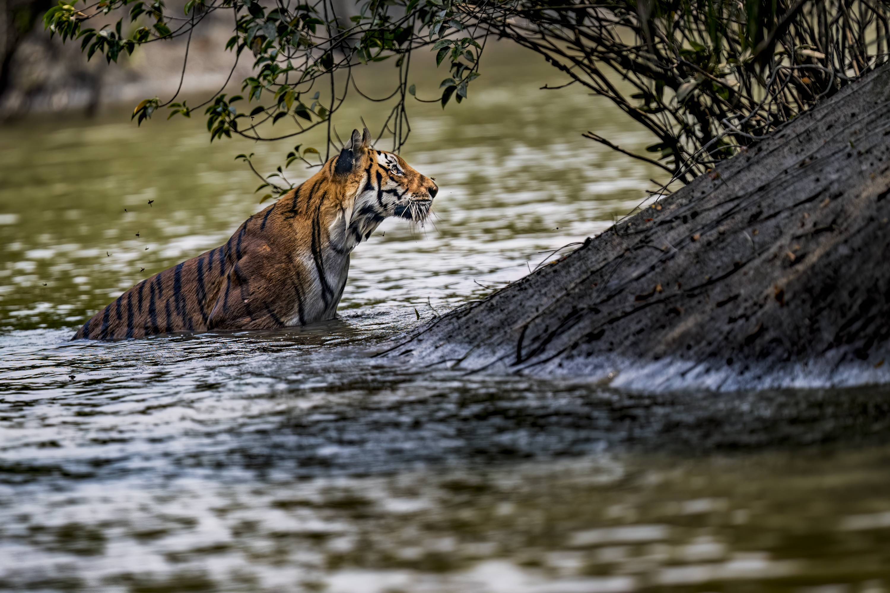 BENGAL TIGER CONSERVATION BY HERMIS HARIDAS