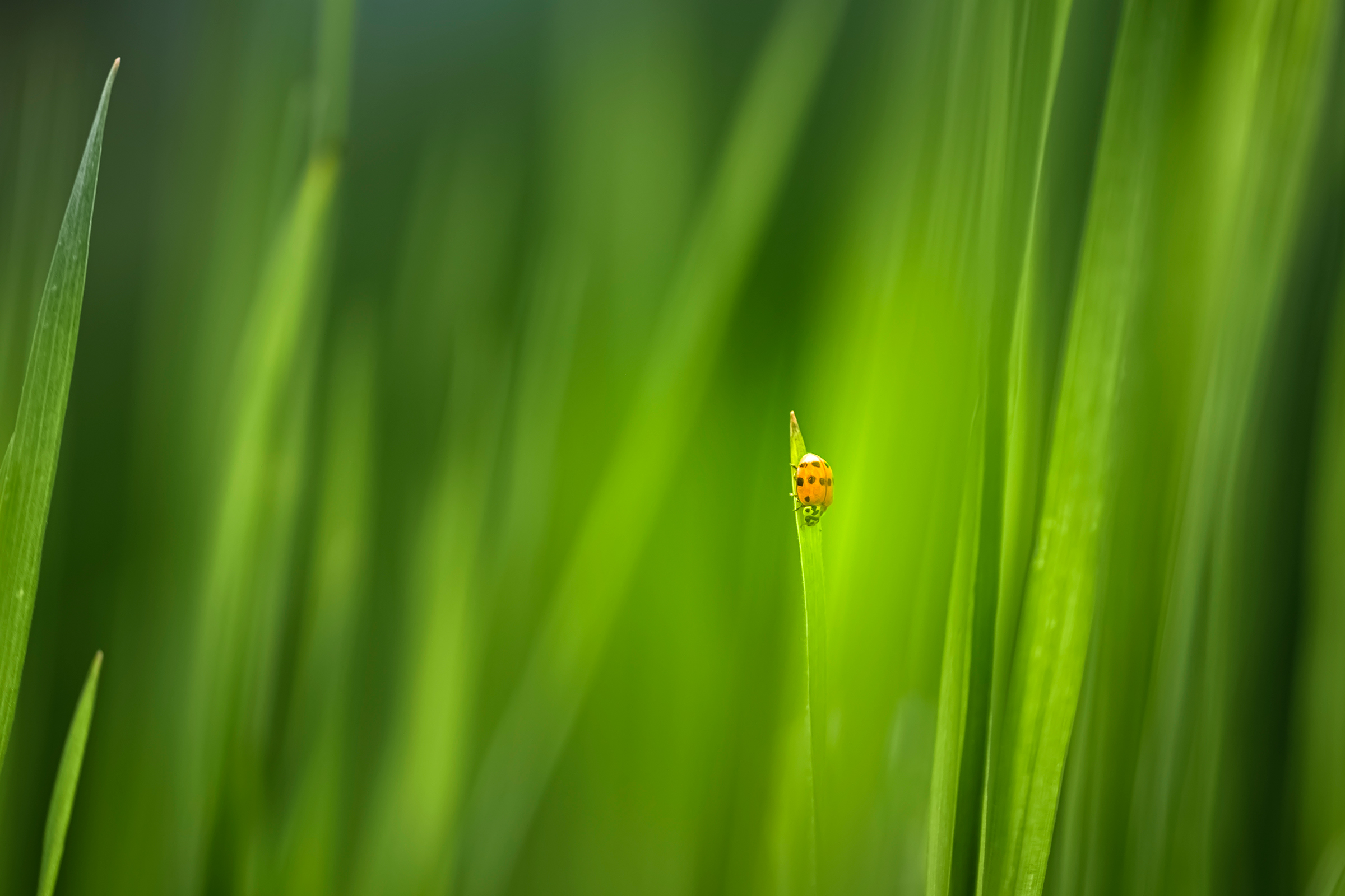 Close-up Photography in Nature BY Ata Hassanzadeh Dastforoush