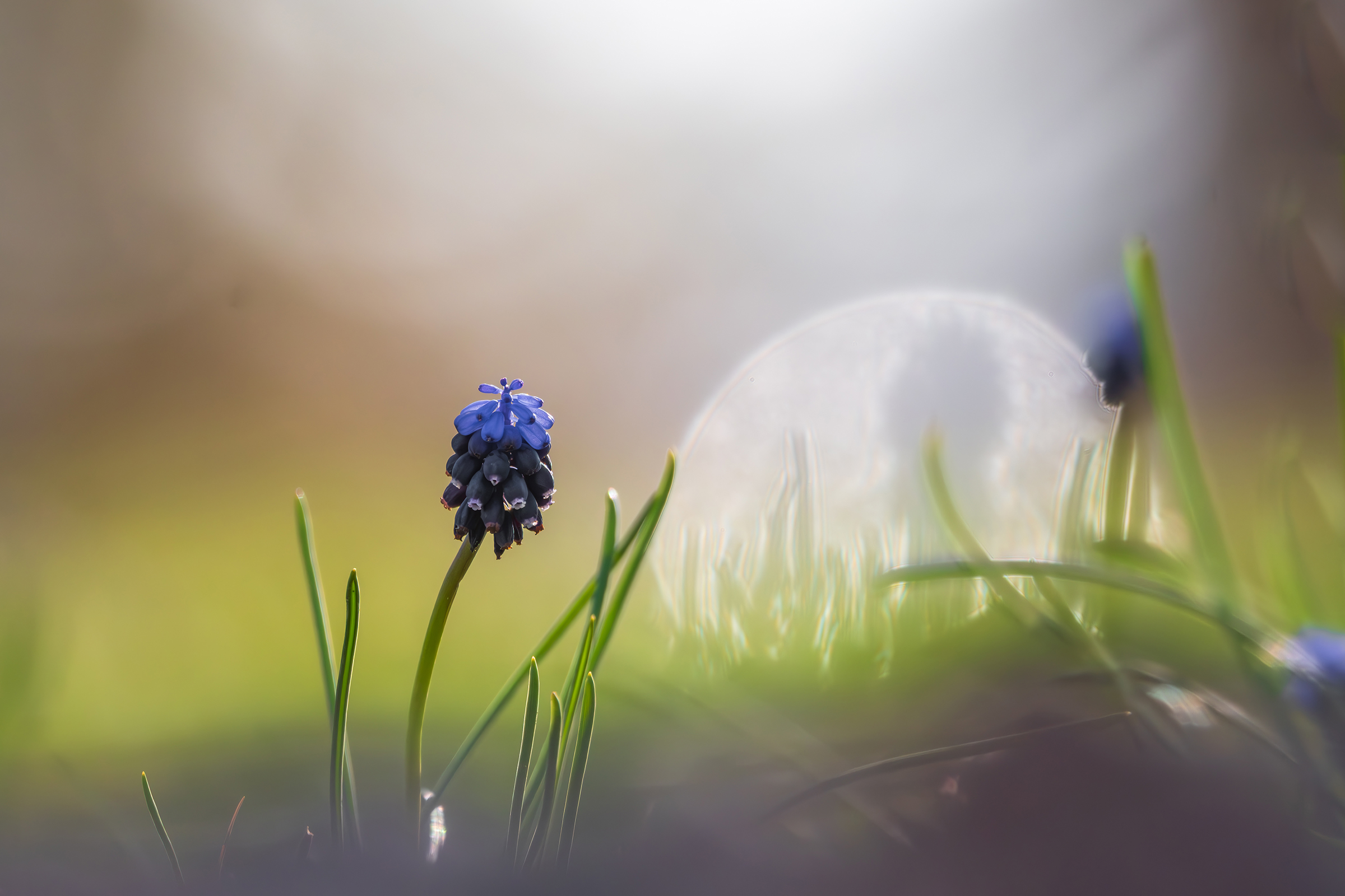 Close-up Photography in Nature BY Ata Hassanzadeh Dastforoush