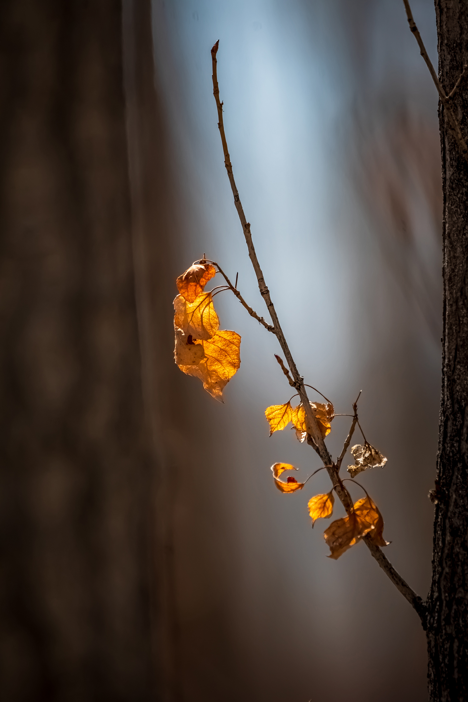 Close-up Photography in Nature BY Ata Hassanzadeh Dastforoush