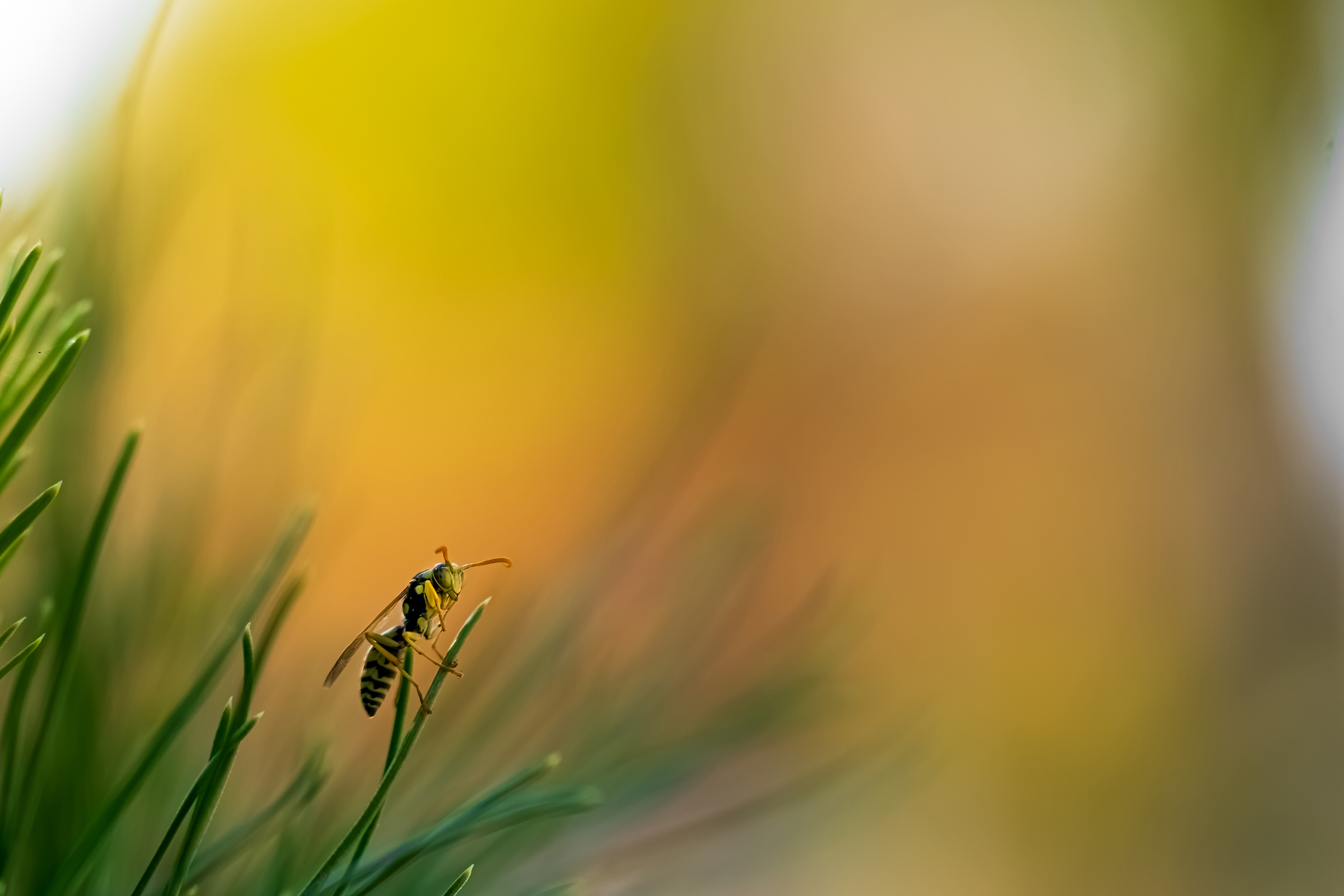 Close-up Photography in Nature BY Ata Hassanzadeh Dastforoush