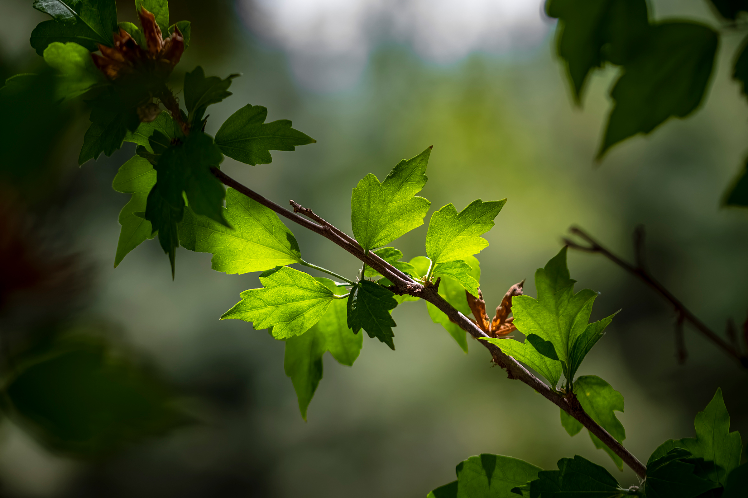 Close-up Photography in Nature BY Ata Hassanzadeh Dastforoush