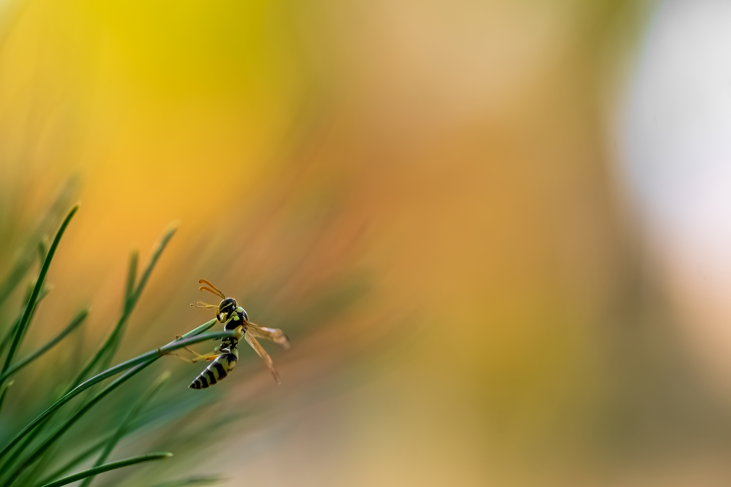 Close-up Photography in Nature BY Ata Hassanzadeh Dastforoush